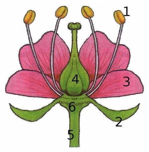 Рассмотри рисунок и определи, какой цифрой обозначена часть цветка, в которой находится семяпочка с