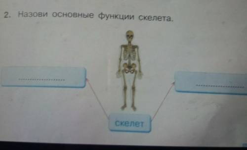 2. Назови основные функции скелета.скелета​