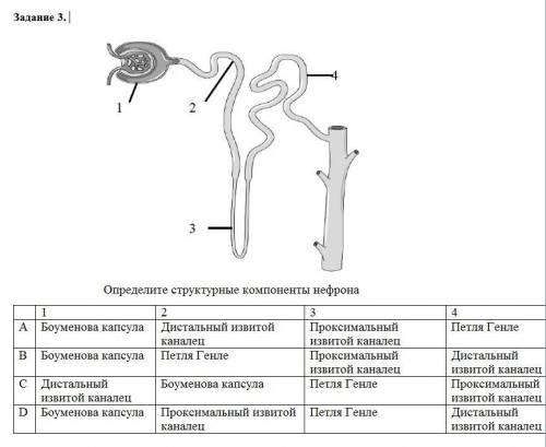 Определите структурные компоненты нефрона. Прилагается таблица.