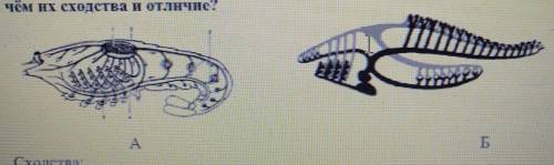 Определите типы кровеносных систем, обозначенные буквами А и Б. В чём их сходства и отличия?​