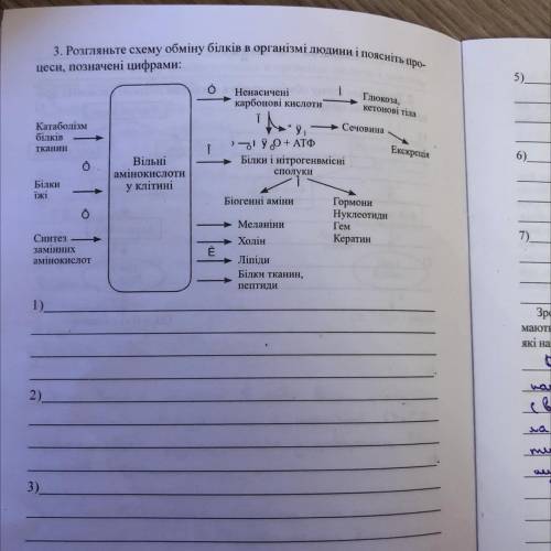 3. Розгляньте схему обміну білків в організмі людини і поясніть прико- цеси, позначені цифрами: