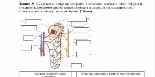 занесите номер на диаграмме названием оставление части и нейтроны функции выполнения данной части в