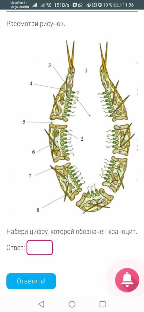 Рассмотри рисунок. 2.jpg Набери цифру, которой обозначен хоаноцит. ответ: .
