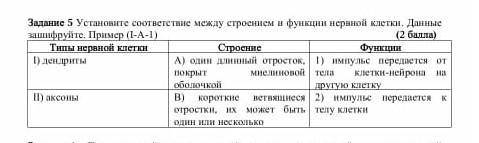 Установите соответствие между строением и функцией нервной клетки данные зашифруйте​