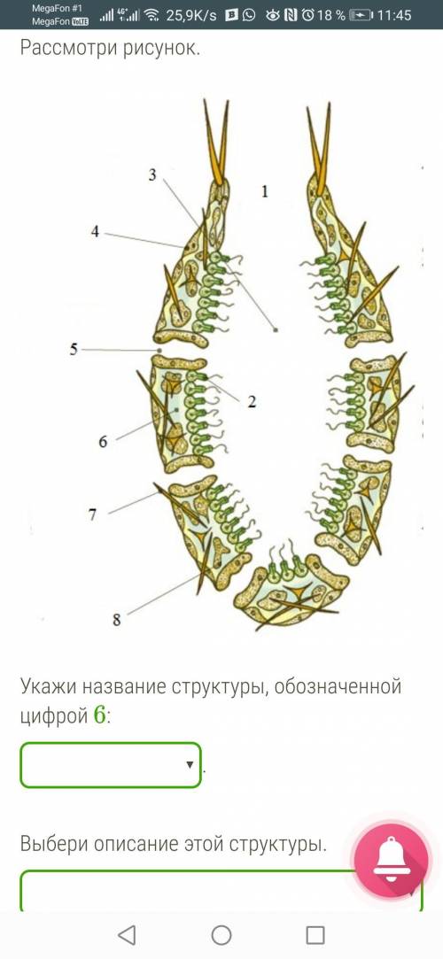 . Рассмотри рисунок. 1.jpg Укажи название структуры, обозначенной цифрой 6: . Выбери описание этой с