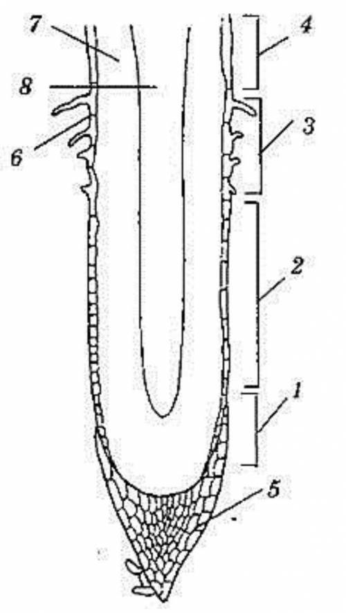 Сделайте обозначения 2.Заполните таблицу.Зона корняОсобенности строенияФункция​