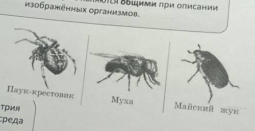 Выберите из приведенных ниже перечня систематических таксонов три таксона, которые являются общими п