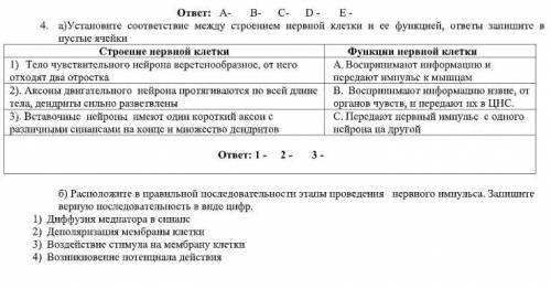 А)Установите соответствие между строением нервной клетки и ее функцией, ответы запишите в пустые яче