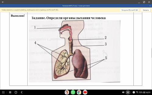 задание: определите органы дыхания человека