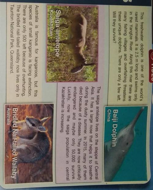 Look at the pictures. Write two reasons why you think these animals are endangered.Listen and read t