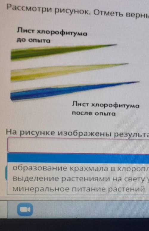 Рассмотри рисунок. Отметь верный ответ. Лист хлорофитумадо опытаЛист хлорофитумапосле опытаНа рисунк