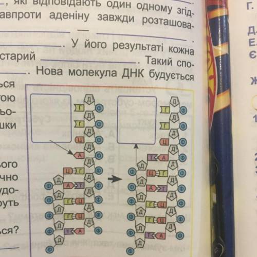 Доповніть схему синтезу дочірнього ланцюга ДНК під час реплікації: схематично (але відповідно до при