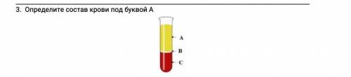 Определите состав крови под буквой А ​