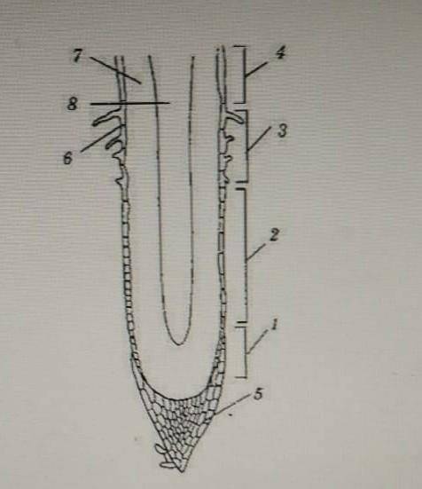 1 ) Опишите особенности строения зон корня под цифрой 3 и 4 2 ) Укажите взаимосвязь между строением