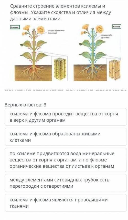 Сравните строение элементов кислемы и флоэмы ​