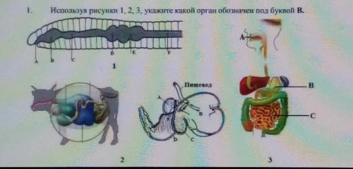 Используя рисунки 1, 2, 3, укажите, какой орган обозначен под буквой С.