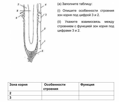 ЭТО СОР (а) Заполните таблицу:(i) Опишите особенности строения зон корня под цифрой 3 и 2.(ii) Укажи