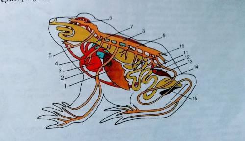 Биология строение лягушки
