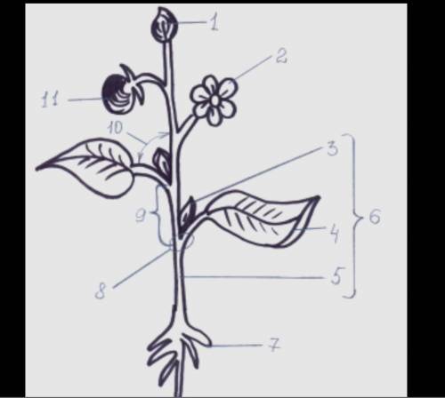 Напишите около номеров названия части растения