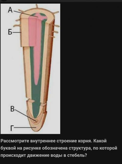 ответьте по быстрей если можно ​