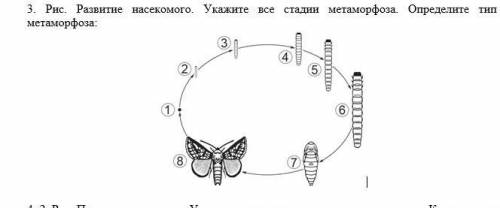 Развитие насекомого.Укажите все стадии метаморфоза.Определите тип метаморфоза более развернута.