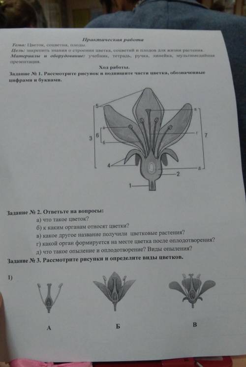 К каким органом относят цветки?​