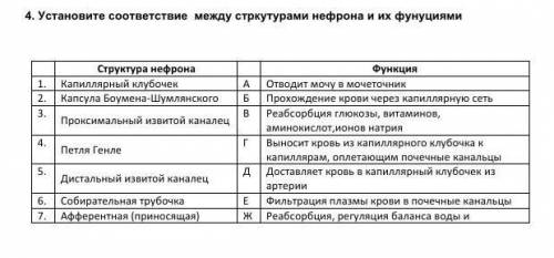 Установите соответствие между структурами нефрона и их функциями