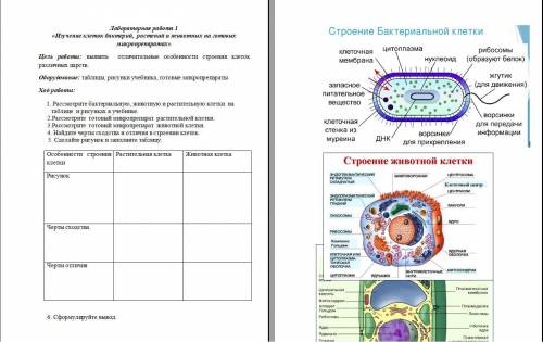 Лабораторная по биологии