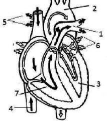 Отметь верные названия сосудов и отделов сердца, отмеченных на рисунке цифрами: 1. 2. 3. 4. 5. 6. 7.