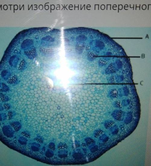 Рассмотри изображение поперечного сечения стебля растения и дополни текст. АВСНа рисунке проводящая