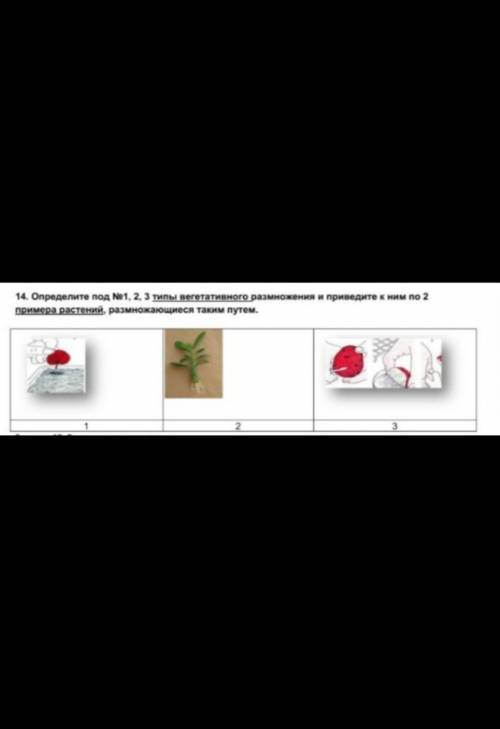 Определите под №1,2,3 типы вегетативного размножения и приведите к ним по 2 примера растений, размно