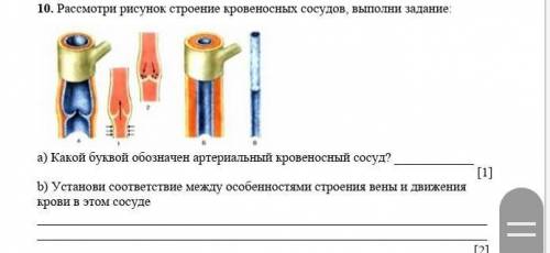 10. Рассмотри рисунок строение кровеносных сосудов, выполни задание: а) Какой буквой обозначен артер