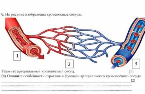 ООО! это сор по биологии нужно