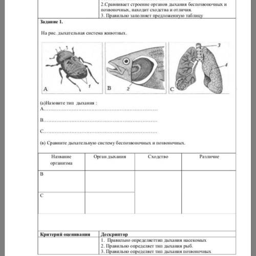 (в) Сравните дыхательную систему беспозвоночных и позвоночных. Название организма Орган дыхания Сход