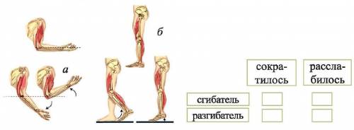 Определите состояние мыщц сгибателей мыщц сгибателей и разгибателей на основе рисунков а и б
