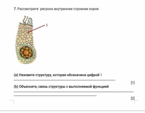 Объясните связь структуры корня с ввыполняемой функцией