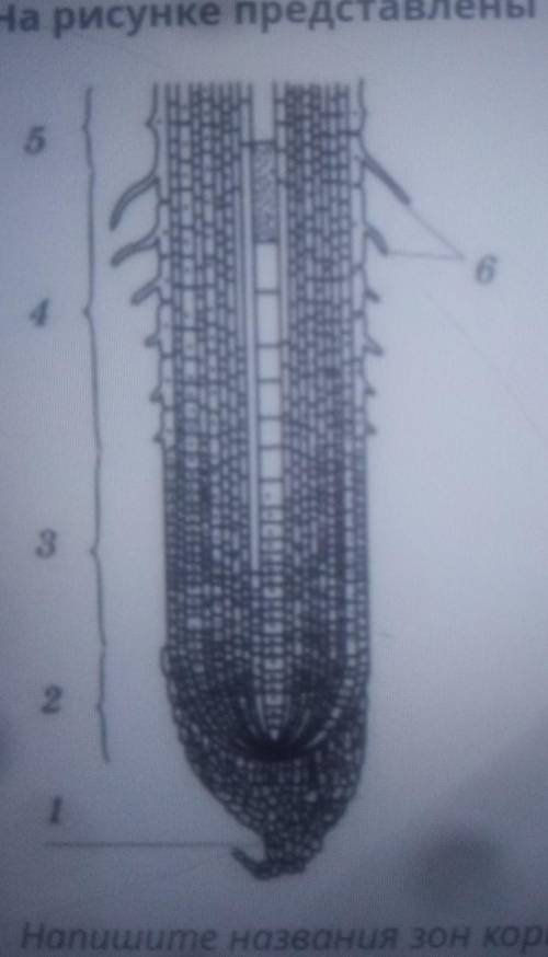 На рисунке представлены зоны корня Напиши название зон корня под цифрами 3,6 напиши функции зон корн