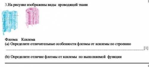 На рисунке изображены виды проводящей ткани Флоэма Ксилема (a) Определите отличительные особенности