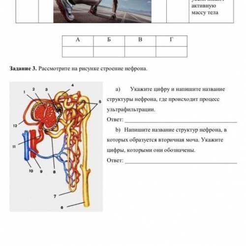 Задания рассмотрите на рисунке строения нефрона