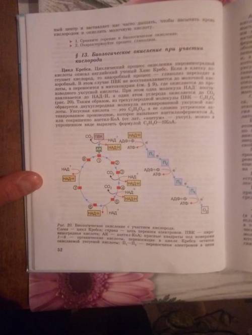 Описание цепи переноса электронов окислительное фосфорилирование, на фото с правой стороны