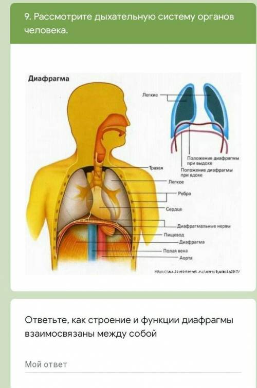 ответьте, как строение и функции диафрагмы взаимосвязаны между собой ​