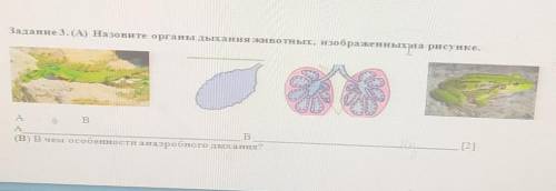 Задание 3. (А) Назовите органы дыхания животных, изображенных на рисунке. (В) В чем особенности анаэ