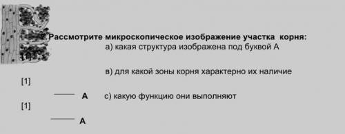 2. Рассмотрите микроскопическое изображение участка корня: а) какая структура изображена под буквой