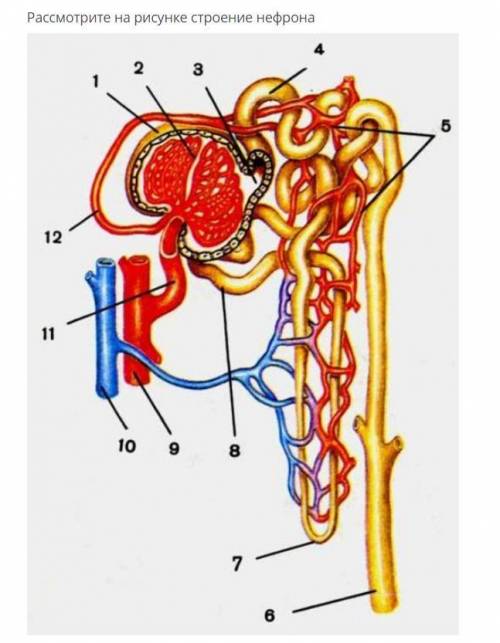 1) Укажите цифру и напишите название структуры нефрона, где происходит процесс ультрафильрации 2) Н