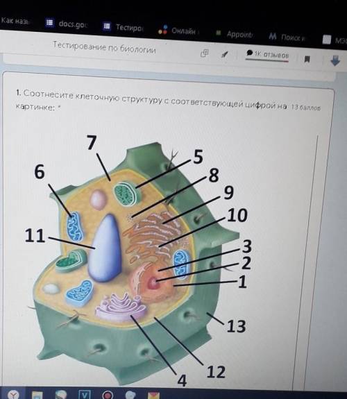 1. Сортнесите клеточную структуру с соответствующей цифрой картинке: *​