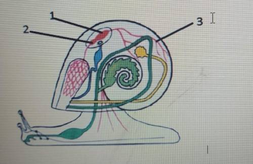 Опишите строение кровеносной системы у улитки Укажите кровеносной системы​