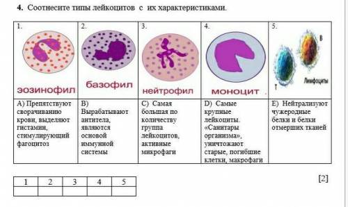 Соотнесите типы лейкоцитов с их характеристиками.