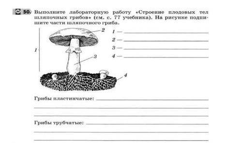 Вставьте пропущенные буквы, лабароторная работа номер 5 (5 класс, Биология) ​