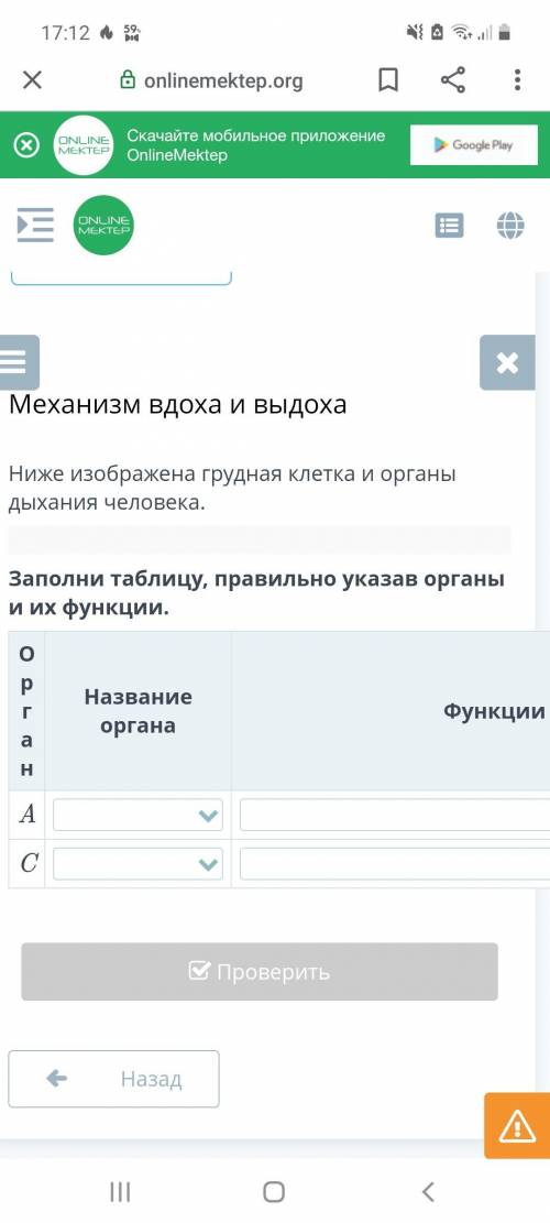 Механизм вдоха и выдоха Ниже изображена грудная клетка и органы дыхания человека. Заполни таблицу, п