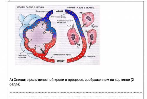Опишите роль венозной крови в процессе, изображенном на картинке. очень нужно.​
